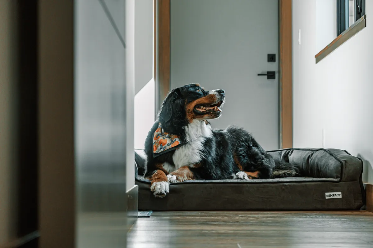 Perro sobre cama ortopédica