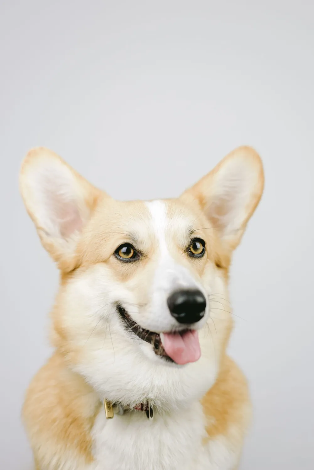 Corgi sonriente