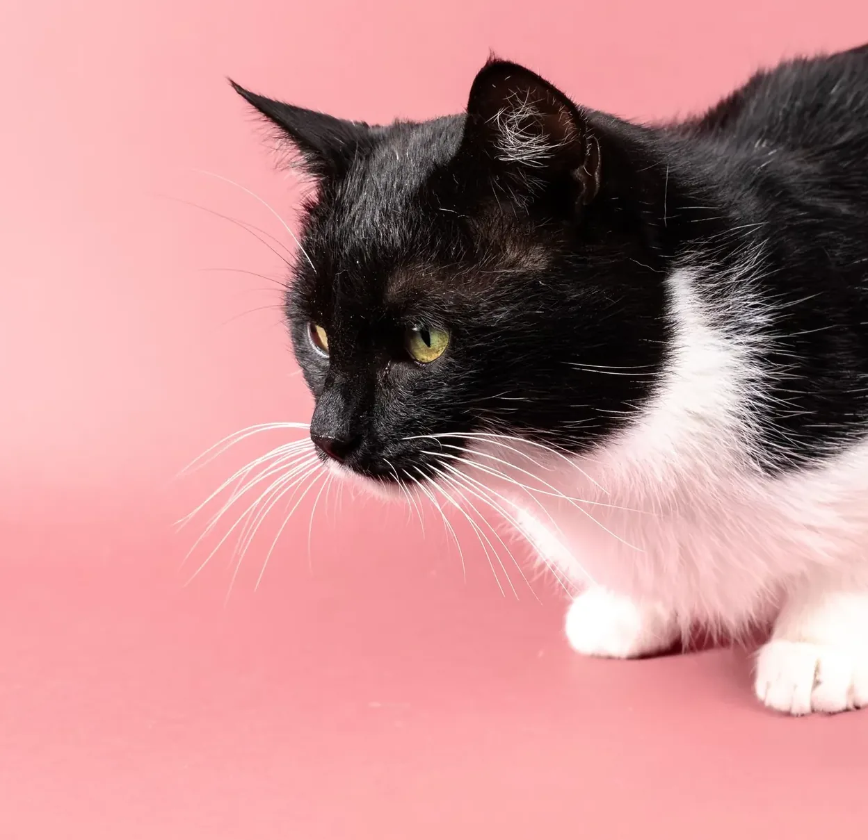 Gato blanco y negro sobre fondo rosado