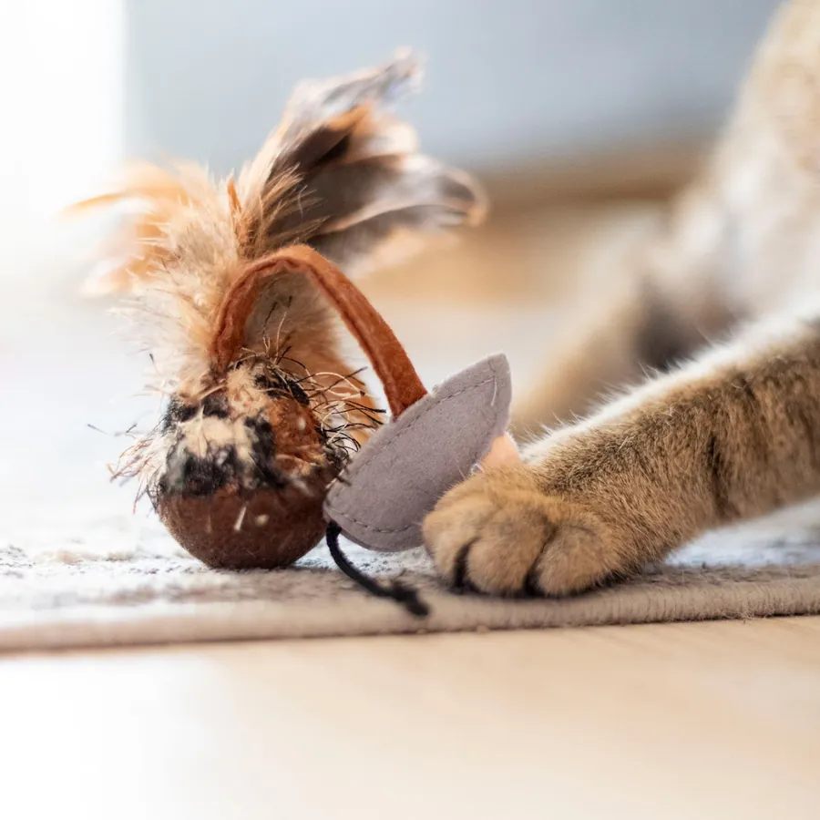 Gato jugando con una varita de plumas